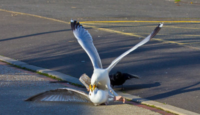 Herring Gull