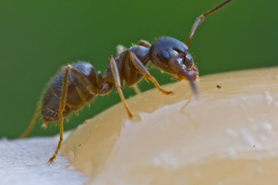 ants
