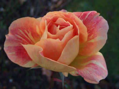 Rose 3.jpg