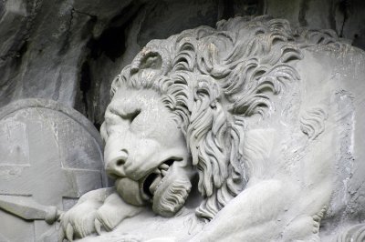 Lion detail