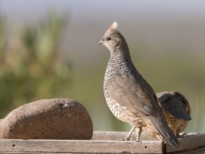 Scaled Quail on bird table