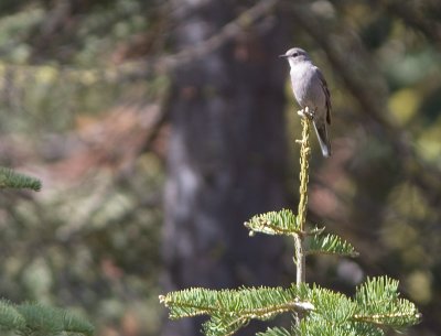 Townsend's Solitaire