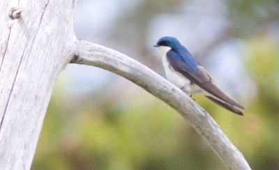 Tree Swallow