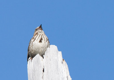 Song Sparrow