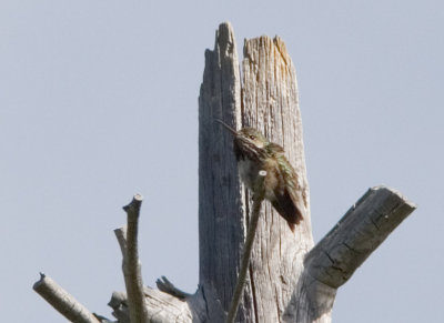 Calliope Humingbird