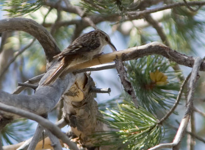 Brown Creeper