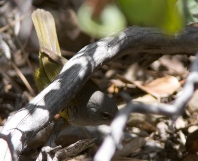 MacGillivray's Warbler