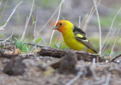 Western Tanager