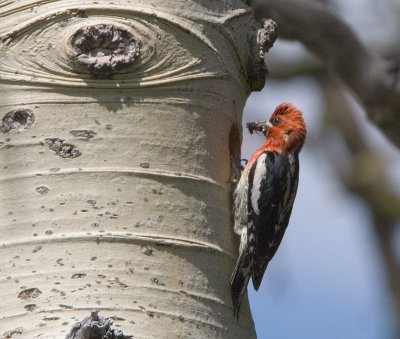 Red-breasted Sapsucker