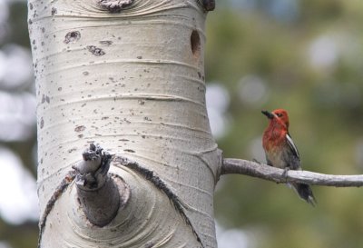 Red-breasted Sapsucker