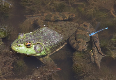 Bullfrog with dragonfly
