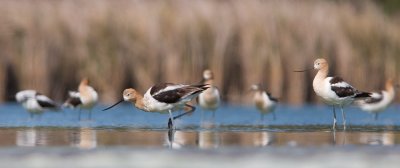 American Avocet