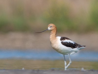 American Avocet