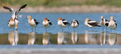 American Avocet