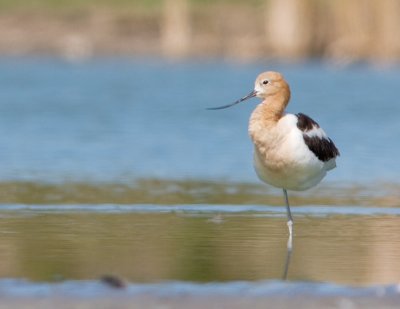 American Avocet