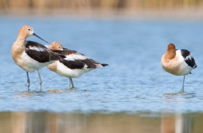 American Avocet