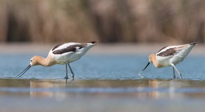 American Avocet