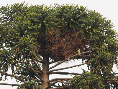 Monk Parakeet communal nest