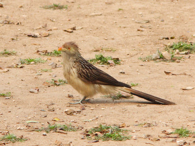 Guira Cuckoo