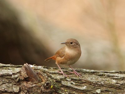 House Wren