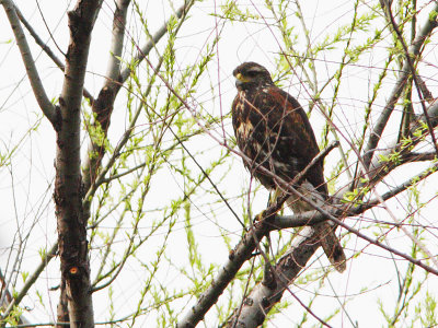 Harris' Hawk (Bay-winged Hawk) juvenile