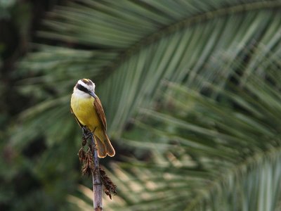 Great Kiskadee