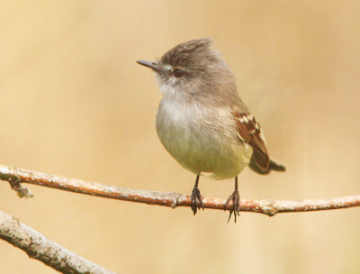 White-crested Tyrannulet