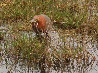 Rufescent Tiger-heron