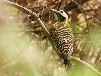 Golden-breasted Woodpecker (female)