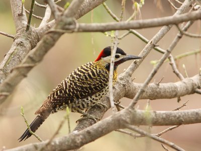 Golden-breasted Woodpecker (male)