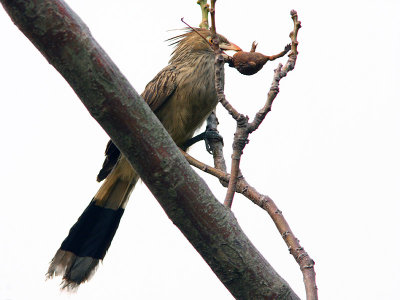 Guira Cuckoo with frog