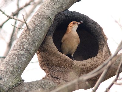 Rufous Hornero building nest