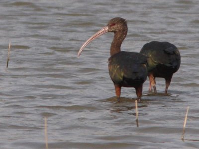 White-faced Ibis
