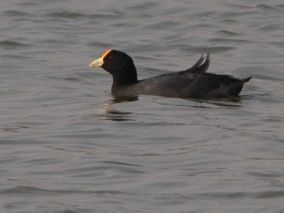 White-winged Coot