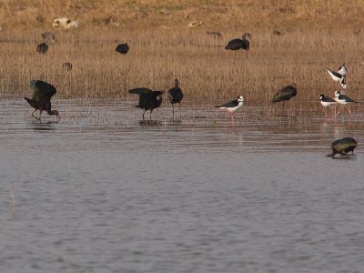 White-faced Ibis and South American Stilt