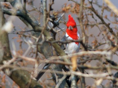 Red-crested Cardinal