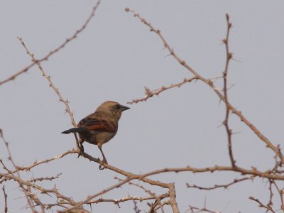 Bay-winged Cowbird
