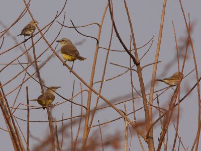 Cattle Tyrants and female Saffron Yellow-finches