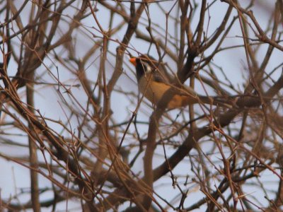 Golden-billed Saltator