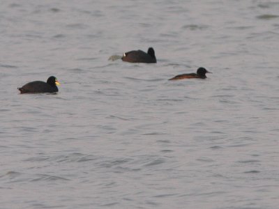 White-winged Coots and Black-headed Duck
