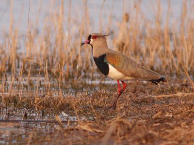 Southern Lapwing