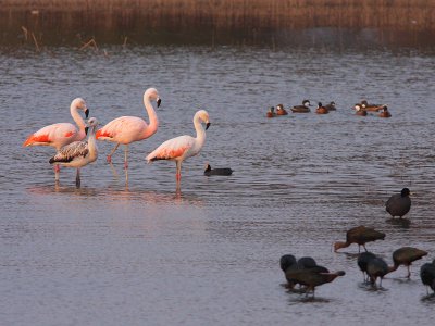 Chilean Flamingo, White-cheeked Pintail