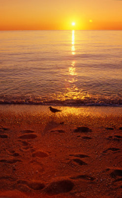 Gull at Sunset Beach