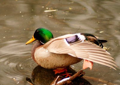 mallard-pb.jpg