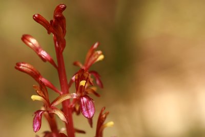 coralroot orchid