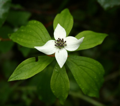 Bunchberry