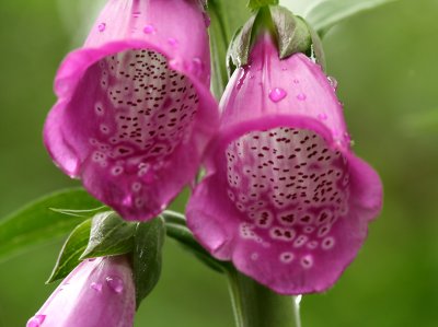foxglove