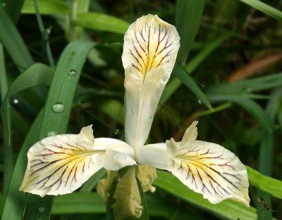 Siskiyou Iris