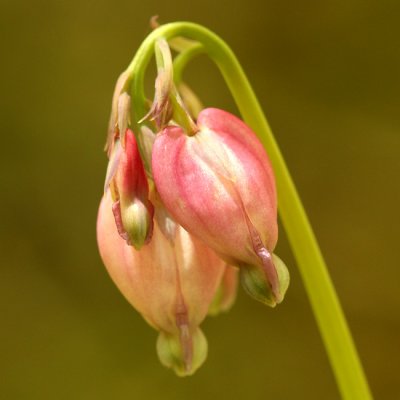 Bleeding Hearts