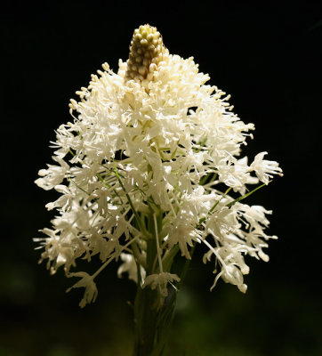 Beargrass
